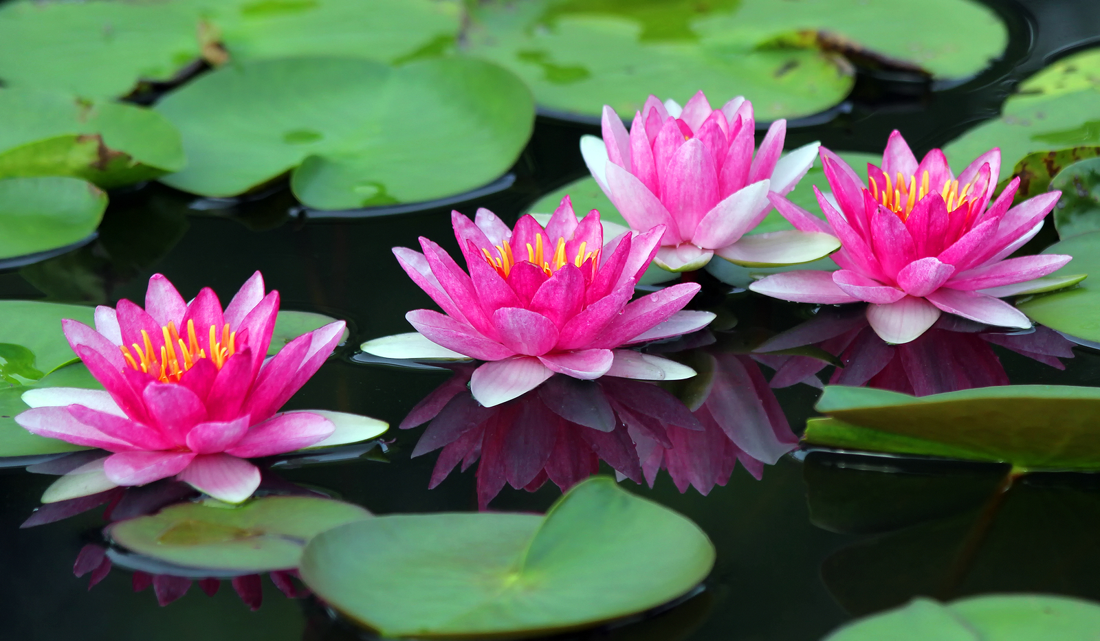 beautiful-lotus-flower-cindy-libman